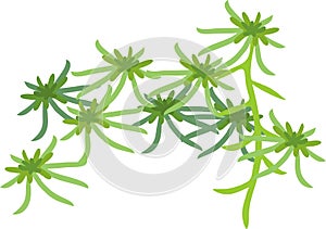 Green sphagnum peat moss